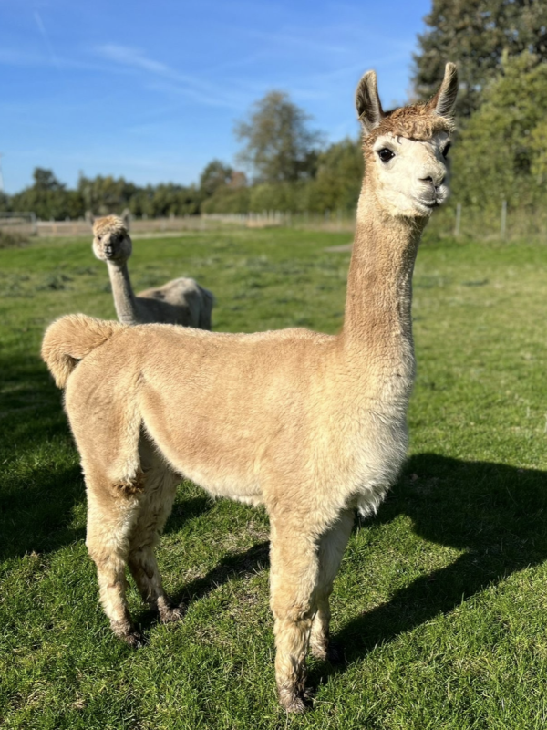 Stoneleigh Olympic Flame