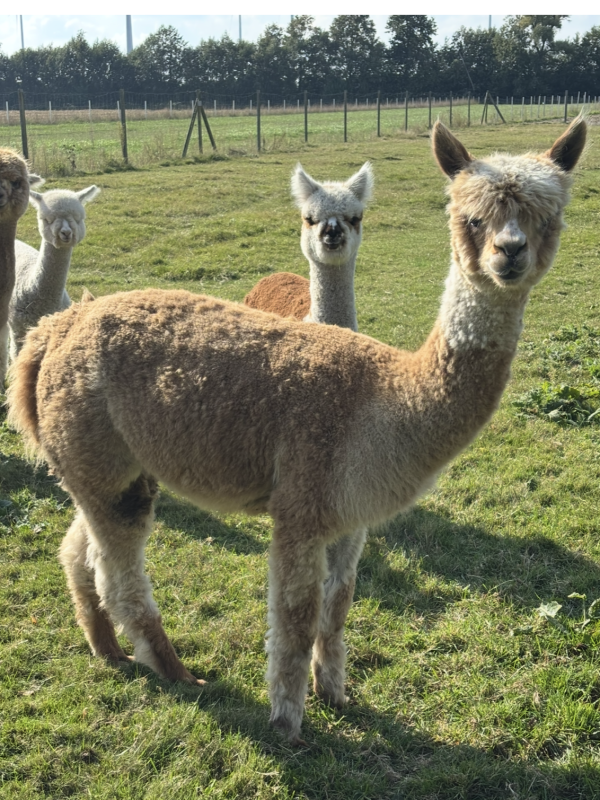 Sunny Islands Charlotta