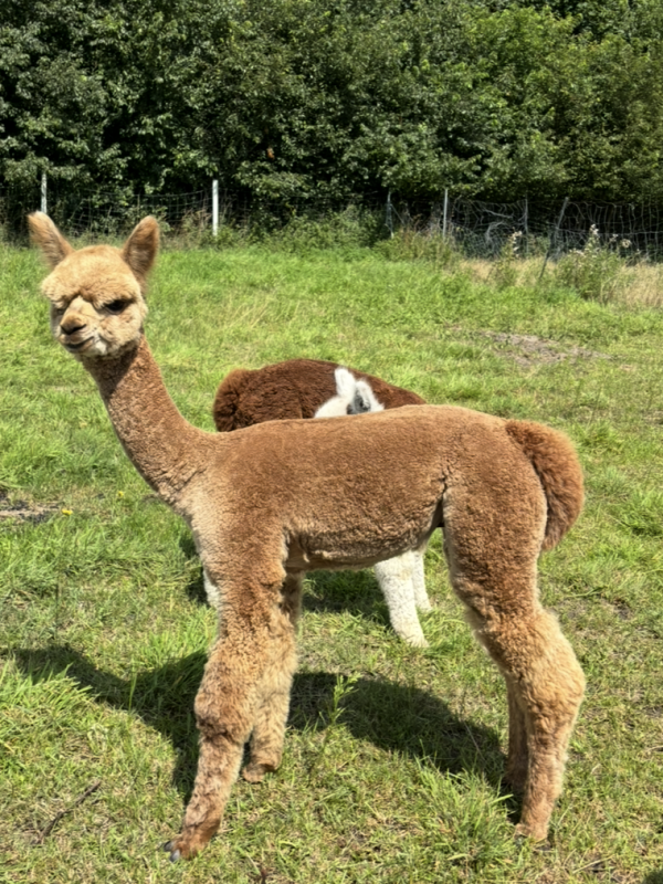 AvBM Missouni«s Nutello